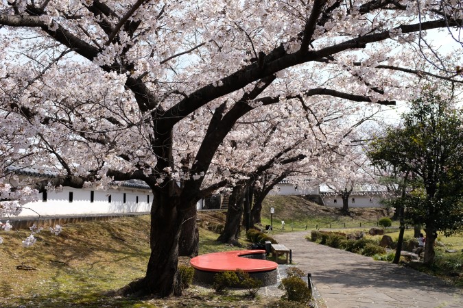 勝竜寺城公園の桜1