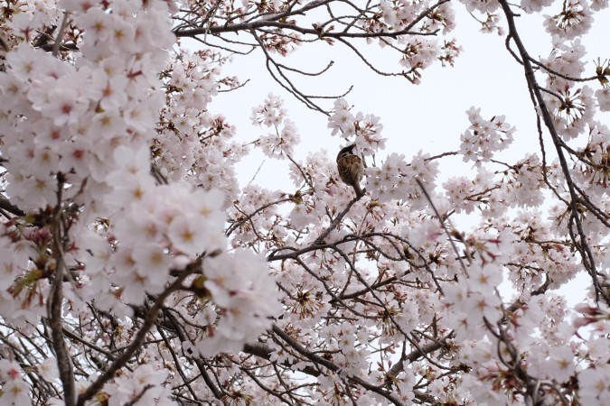瑞ヶ池の桜2